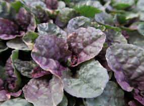 Zběhovec plazivý 'Sugar Plum' - Ajuga reptans 'Sugar Plum'