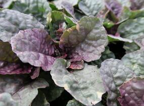 Zběhovec plazivý 'Sugar Plum' - Ajuga reptans 'Sugar Plum'