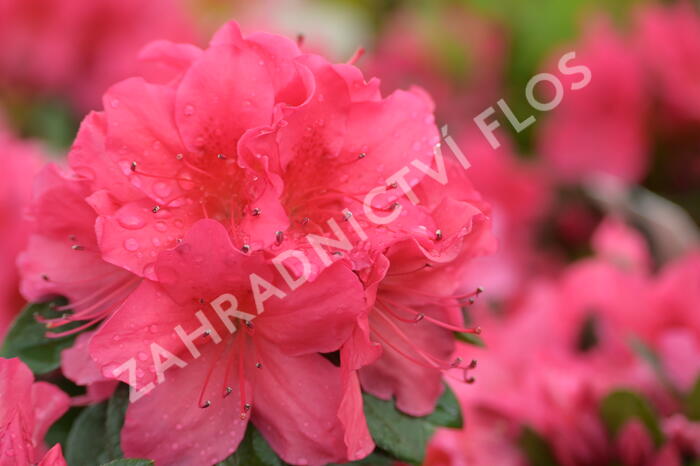 Azalka japonská 'Arabesk' - Azalea japonica 'Arabesk'