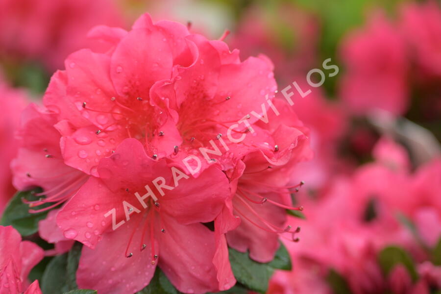 Azalka japonská 'Arabesk' - Azalea japonica 'Arabesk'