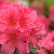 Azalka japonská 'Arabesk' - Azalea japonica 'Arabesk'