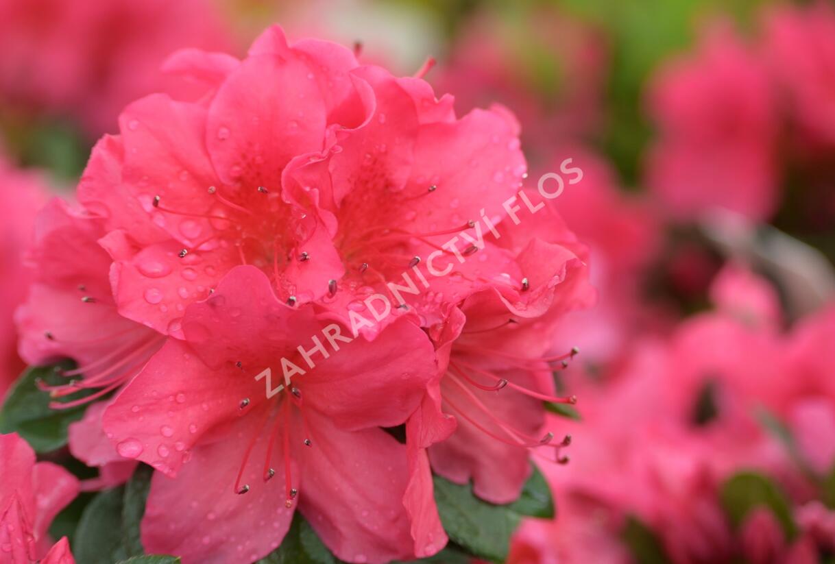 Azalka japonská 'Arabesk' - Azalea japonica 'Arabesk'
