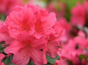 Azalka japonská 'Arabesk' - Azalea japonica 'Arabesk'