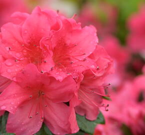 Azalka japonská 'Arabesk' - Azalea japonica 'Arabesk'