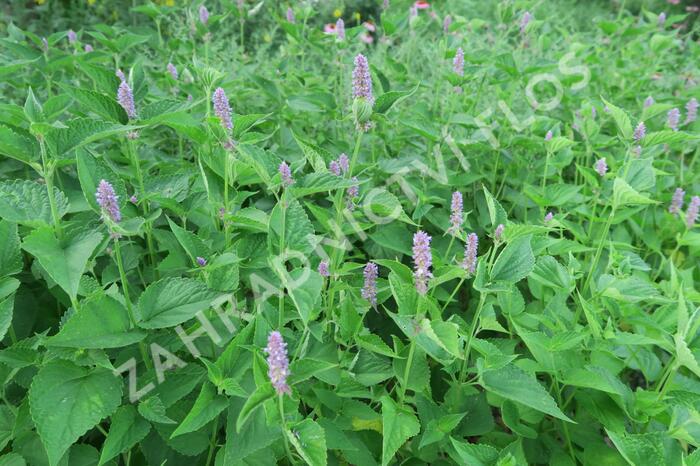 Agastache anýzová - Agastache foeniculum