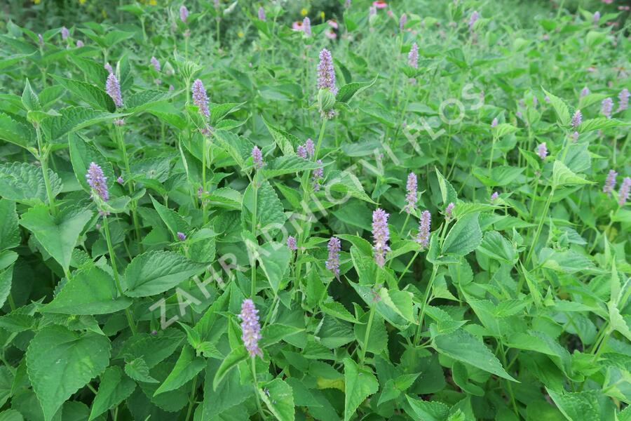 Agastache anýzová - Agastache foeniculum