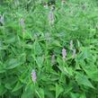 Agastache anýzová - Agastache foeniculum