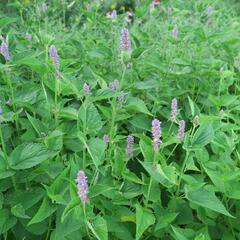 Agastache anýzová - Agastache foeniculum