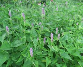 Agastache anýzová
