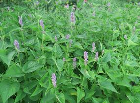 Agastache anýzová - Agastache foeniculum