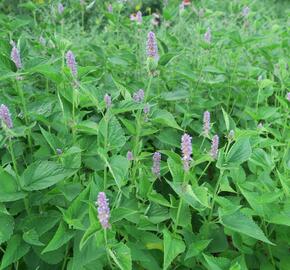 Agastache anýzová - Agastache foeniculum