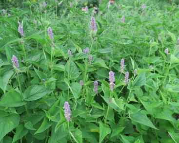 Agastache anýzová