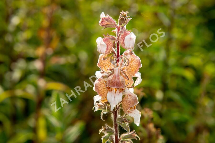 Náprstník vlnatý 'Cafe Creme' - Digitalis lanata 'Cafe Creme'