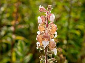 Náprstník vlnatý 'Cafe Creme' - Digitalis lanata 'Cafe Creme'