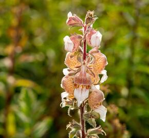 Náprstník vlnatý 'Cafe Creme' - Digitalis lanata 'Cafe Creme'