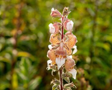 Náprstník vlnatý 'Cafe Creme'