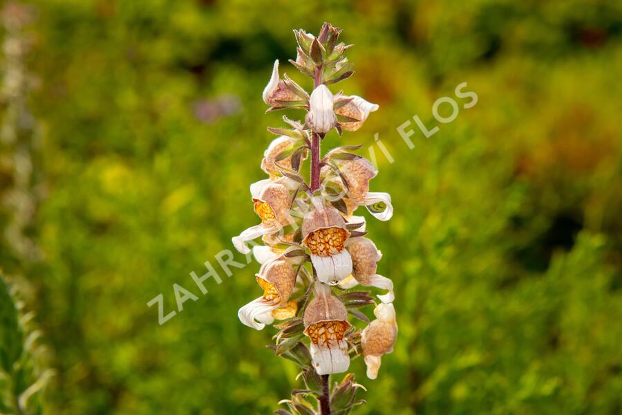 Náprstník vlnatý 'Cafe Creme' - Digitalis lanata 'Cafe Creme'