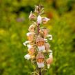 Náprstník vlnatý 'Cafe Creme' - Digitalis lanata 'Cafe Creme'