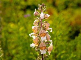 Náprstník vlnatý 'Cafe Creme' - Digitalis lanata 'Cafe Creme'