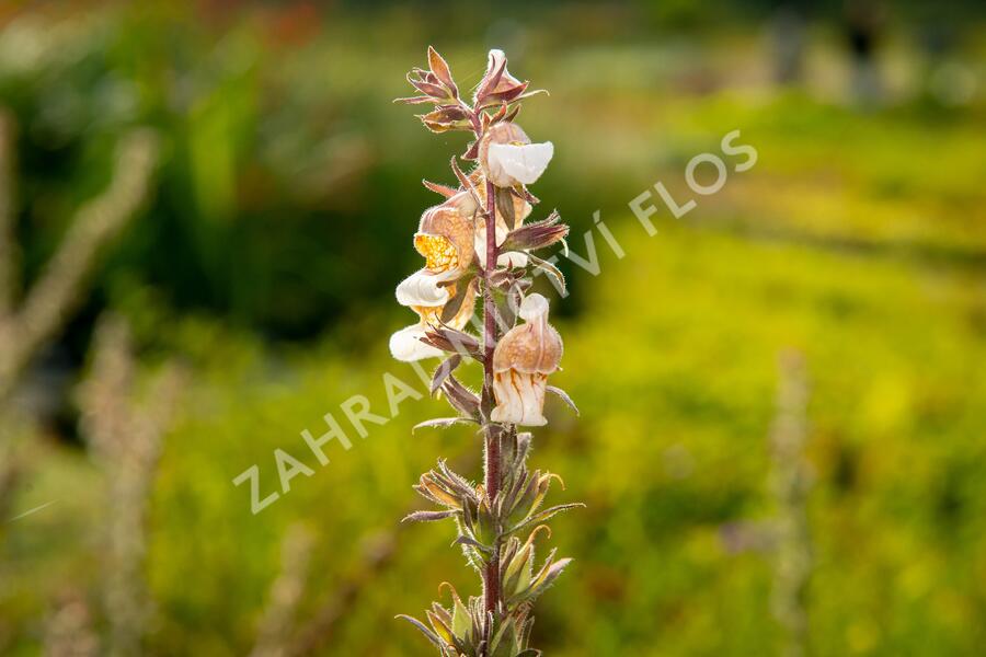 Náprstník vlnatý 'Cafe Creme' - Digitalis lanata 'Cafe Creme'