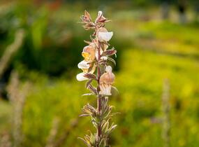 Náprstník vlnatý 'Cafe Creme' - Digitalis lanata 'Cafe Creme'