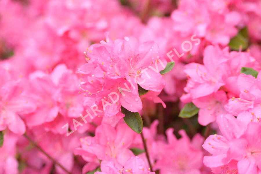 Azalka japonská 'Gilbert Mullie' - Azalea japonica 'Gilbert Mullie'
