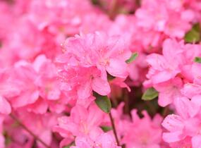 Azalka japonská 'Gilbert Mullie' - Azalea japonica 'Gilbert Mullie'