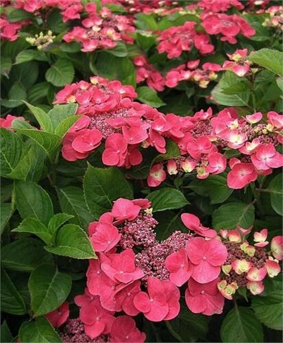 Hortenzie velkolistá Dolce 'Fragola' - Hydrangea macrophylla Dolce 'Fragola'