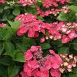 Hortenzie velkolistá Dolce 'Fragola' - Hydrangea macrophylla Dolce 'Fragola'