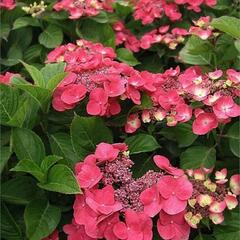 Hortenzie velkolistá Dolce 'Fragola' - Hydrangea macrophylla Dolce 'Fragola'