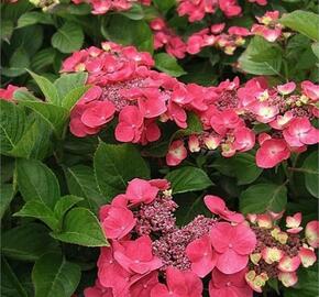 Hortenzie velkolistá Dolce 'Fragola' - Hydrangea macrophylla Dolce 'Fragola'