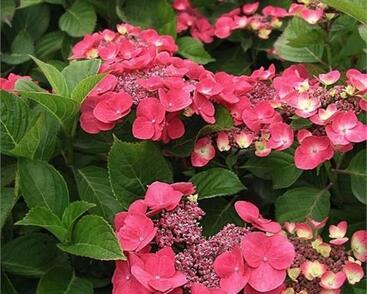 Hortenzie velkolistá Dolce 'Fragola'