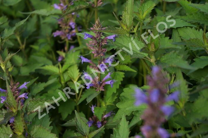 Agastache 'Purple Haze' - Agastache hybrida 'Purple Haze'