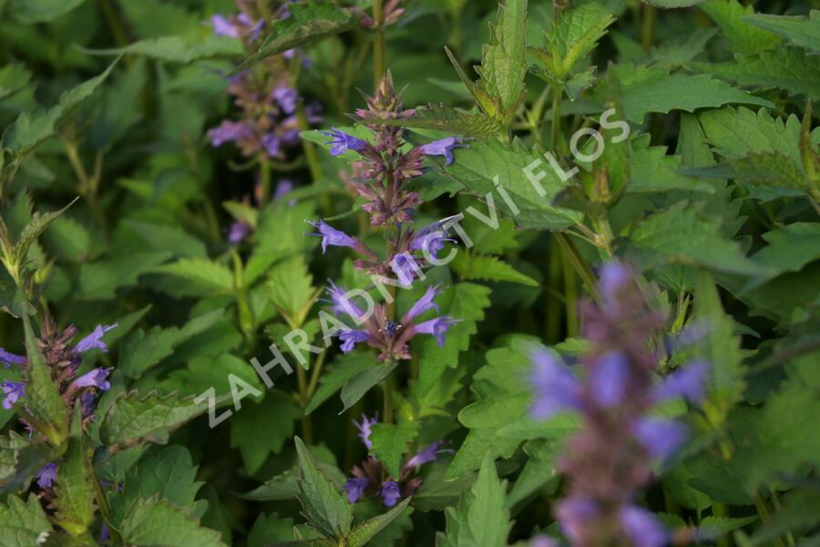 Agastache 'Purple Haze' - Agastache hybrida 'Purple Haze'