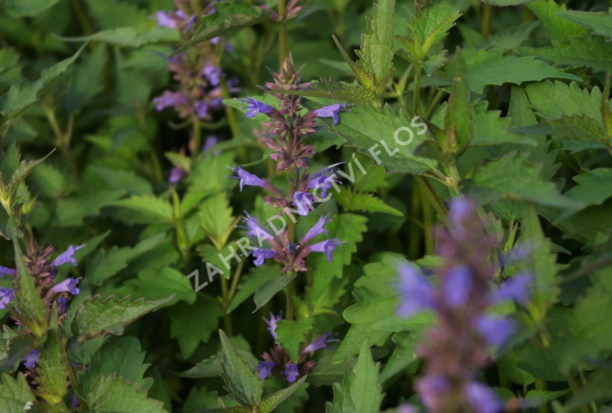 Agastache 'Purple Haze' - Agastache hybrida 'Purple Haze'