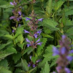 Agastache 'Purple Haze' - Agastache hybrida 'Purple Haze'
