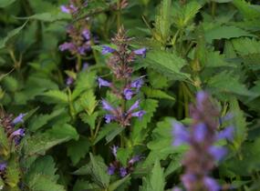 Agastache 'Purple Haze' - Agastache hybrida 'Purple Haze'