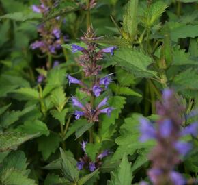 Agastache 'Purple Haze' - Agastache hybrida 'Purple Haze'