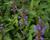 Agastache 'Purple Haze'