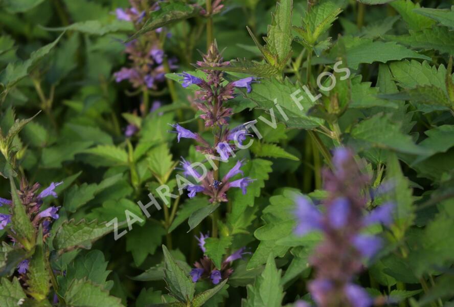 Agastache 'Purple Haze' - Agastache hybrida 'Purple Haze'
