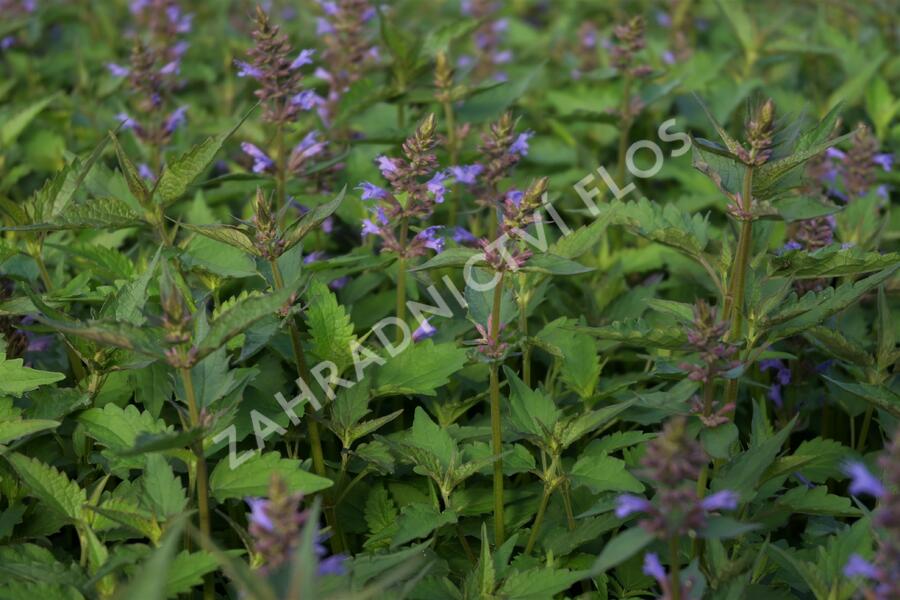 Agastache 'Purple Haze' - Agastache hybrida 'Purple Haze'