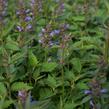 Agastache 'Purple Haze' - Agastache hybrida 'Purple Haze'