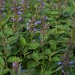 Agastache 'Purple Haze' - Agastache hybrida 'Purple Haze'