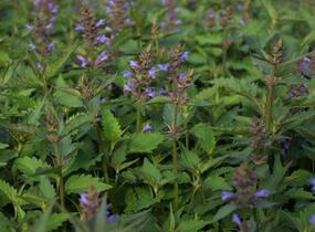 Agastache 'Purple Haze' - Agastache hybrida 'Purple Haze'