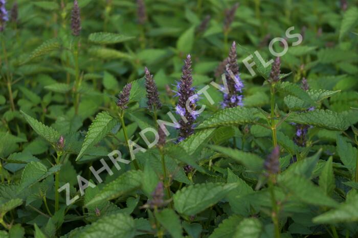 Agastache 'Little Adder' - Agastache hybrida 'Little Adder'