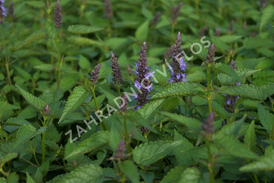 Agastache 'Little Adder' - Agastache hybrida 'Little Adder'