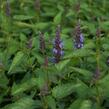 Agastache 'Little Adder' - Agastache hybrida 'Little Adder'