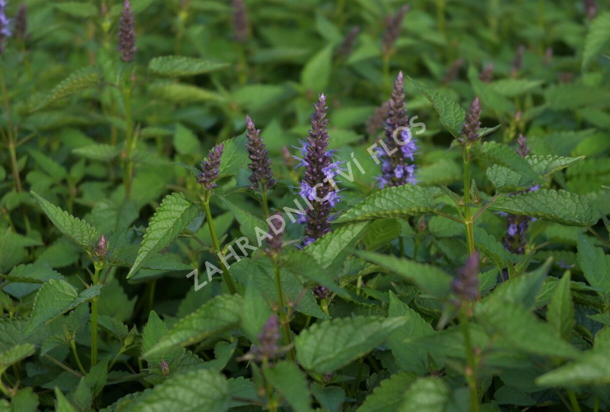 Agastache 'Little Adder' - Agastache hybrida 'Little Adder'