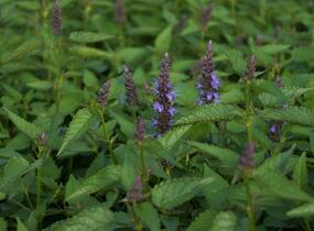 Agastache 'Little Adder' - Agastache hybrida 'Little Adder'