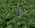 Agastache 'Little Adder'